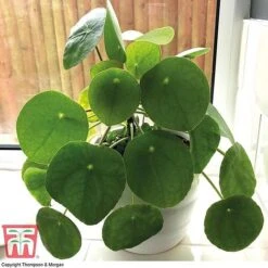 Chinese Money Plant 12 Chinese Money Plant -Garden Plants Shop CHI KA8601 B