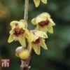 Chimonanthus Praecox -Garden Plants Shop CHIM T58138 B