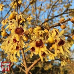 Chimonanthus Praecox -Garden Plants Shop CHIM T58138 C