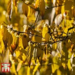 Chimonanthus Praecox -Garden Plants Shop CHIM T58138 D