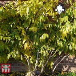 Chimonanthus Praecox -Garden Plants Shop CHIM T58138 E