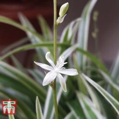 Chlorophytum Comosum 'Variegatum' -Garden Plants Shop CHLO TKA2878 C