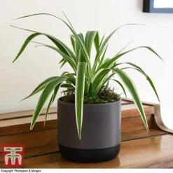 Chlorophytum Comosum 'Variegatum' -Garden Plants Shop CHLO TKA2878 F