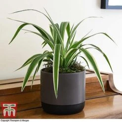 House Plant Urban Jungle Trio -Garden Plants Shop CHLO TKA2878 F1
