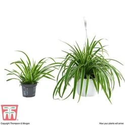 Chlorophytum Comosum 'Variegatum' -Garden Plants Shop CHLO TKA2878 G