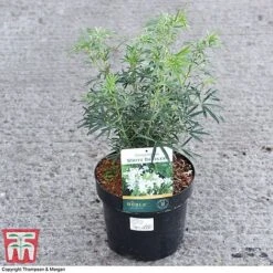 Choisya X Dewitteana 'White Dazzler' 7 Choisya X Dewitteana 'White Dazzler' -Garden Plants Shop CHOI 62039 A