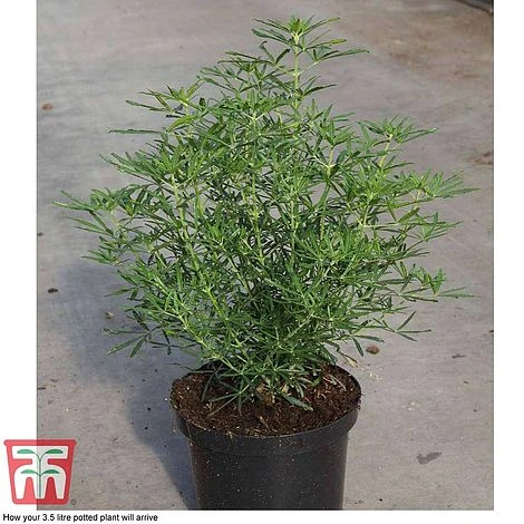 Choisya X Dewitteana 'White Dazzler' 4 Choisya X Dewitteana 'White Dazzler' - Image 2