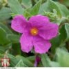 Cistus X Pulverulentus 'Sunset' -Garden Plants Shop CIST T66145 A