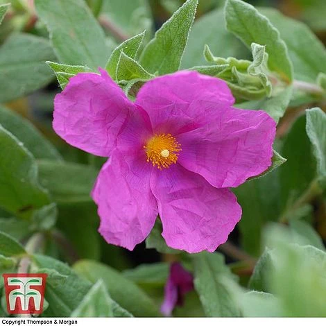 Cistus X Pulverulentus 'Sunset' 3 Cistus X Pulverulentus 'Sunset'