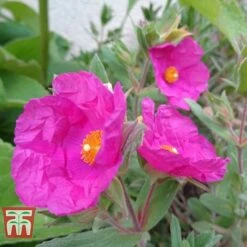 Cistus X Pulverulentus 'Sunset' 7 Cistus X Pulverulentus 'Sunset' -Garden Plants Shop CIST T66145 B