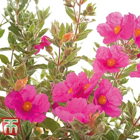 Cistus X Pulverulentus 'Sunset' 5 Cistus X Pulverulentus 'Sunset' - Image 3