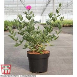 Cistus X Pulverulentus 'Sunset' 9 Cistus X Pulverulentus 'Sunset' -Garden Plants Shop CIST T66145 D3