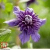 Clematis 'Kokonoe' -Garden Plants Shop CLEM KA8209 B
