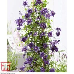 Clematis 'Kokonoe' -Garden Plants Shop CLEM KA8209 D