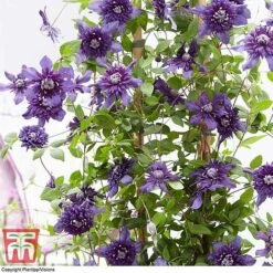 Clematis 'Kokonoe' -Garden Plants Shop CLEM KA8209 E