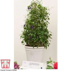 Clematis 'Kokonoe' -Garden Plants Shop CLEM KA8209 RHS