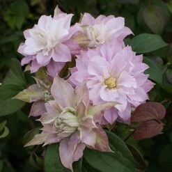 Clematis 'Dancing Smile' -Garden Plants Shop CLEM P94464 B