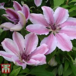 Clematis 'Nelly Moser' 14 Clematis 'Nelly Moser' -Garden Plants Shop CLEM T58049 C