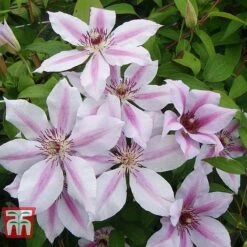 Clematis 'Nelly Moser' 15 Clematis 'Nelly Moser' -Garden Plants Shop CLEM T58049 D