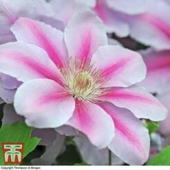 Clematis 'Nelly Moser' 16 Clematis 'Nelly Moser' -Garden Plants Shop CLEM T58049 E