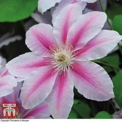 Clematis 'Nelly Moser' 17 Clematis 'Nelly Moser' -Garden Plants Shop CLEM T58049 F