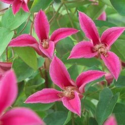 Clematis 'Princess Diana' -Garden Plants Shop CLEM T58051 A h