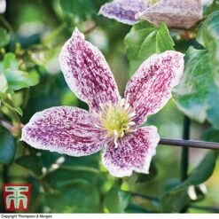 Clematis Cirrhosa Var. Purpurascens 'Freckles' 7 Clematis Cirrhosa Var. Purpurascens 'Freckles' -Garden Plants Shop CLEM T59148 C1