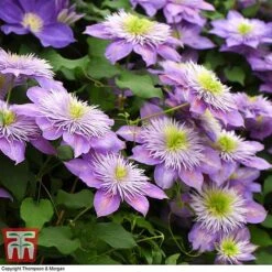 Clematis Crystal Fountain™ Evipo038 12 Clematis Crystal Fountain™ Evipo038 -Garden Plants Shop CLEM T59150 D1
