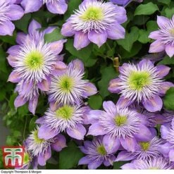 Clematis Crystal Fountain™ Evipo038 13 Clematis Crystal Fountain™ Evipo038 -Garden Plants Shop CLEM T59150 E1