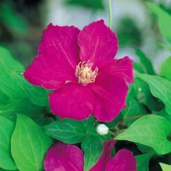 Clematis 'Ernest Markham' -Garden Plants Shop CLEM T59151 A h