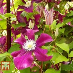 Clematis 'Ernest Markham' -Garden Plants Shop CLEM T59151 D