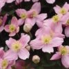 Clematis 'Elizabeth' -Garden Plants Shop CLEM T59156 A h