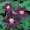 Clematis 'The Vagabond' -Garden Plants Shop CLEM T59158 A h