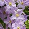 Clematis 'Blekitny Aniol' -Garden Plants Shop CLEM T59398 A h