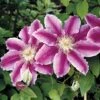 Clematis 'Dr Ruppel' -Garden Plants Shop CLEM T59405 A h