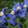Clematis X Durandii -Garden Plants Shop CLEM T59406 A h
