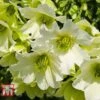 Clematis 'Early Sensation' 1 Clematis 'Early Sensation' -Garden Plants Shop CLEM T59407 A