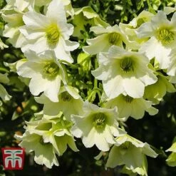 Clematis 'Early Sensation' -Garden Plants Shop CLEM T59407 D