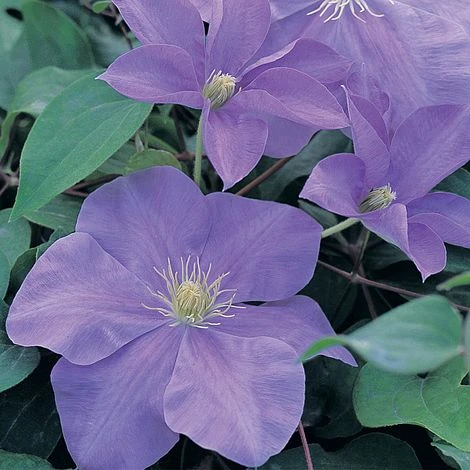 Clematis 'Fujimusume' 3 Clematis 'Fujimusume'