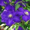 Clematis 'General Sikorski' 1 Clematis 'General Sikorski' -Garden Plants Shop CLEM T59409 A