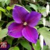 Clematis 'Jackmanii' 2 Clematis 'Jackmanii' -Garden Plants Shop CLEM T59415 B