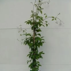 Clematis 'Justa' -Garden Plants Shop CLEM T59416 A h