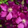Clematis 'Kardynal Wyszynski' -Garden Plants Shop CLEM T59417 A h