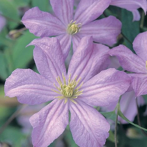 Clematis 'Prince Charles' 3 Clematis 'Prince Charles'