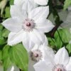 Clematis 'Snow Queen' -Garden Plants Shop CLEM T59445 A h