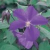 Clematis 'Star Of India' 2 Clematis 'Star Of India' -Garden Plants Shop CLEM T59446 A h