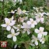 Clematis Montana 'Rubens' 1 Clematis Montana 'Rubens' -Garden Plants Shop CLEM T66151 A