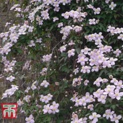 Clematis Montana 'Rubens' 8 Clematis Montana 'Rubens' -Garden Plants Shop CLEM T66151 B