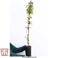 Clematis Montana 'Rubens' 10 Clematis Montana 'Rubens' -Garden Plants Shop CLEM T66151 C