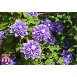 Clematis 'Multi Blue' -Garden Plants Shop CLEM T66153 A